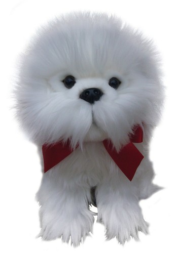 Maltese teddy malteses - maltese,