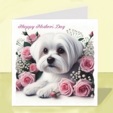 Maltese Dog Mother’s Day