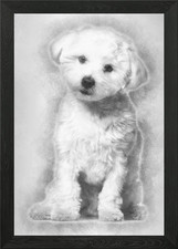 Maltese dog 11 months old