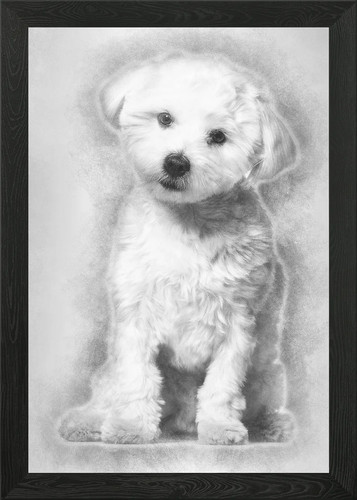Maltese dog months old - 11,