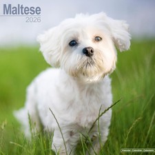 Maltese 2026 Calendar  Square