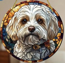 Maltese Maltipoo White Fluffy