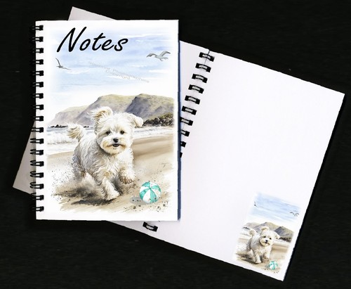 Maltese maltipoo dog - /,