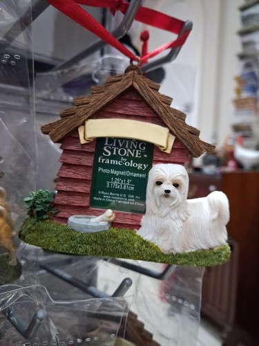 Maltese dog photo - maltese,