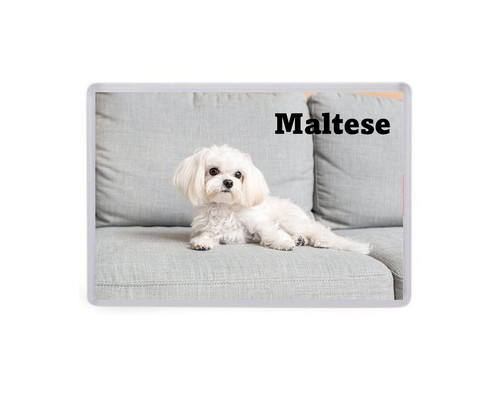 Maltese dog jumbo fridge - -,