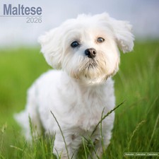 Maltese 2026 Calendar | Dog