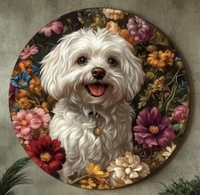 Maltese Maltipoo White Fluffy