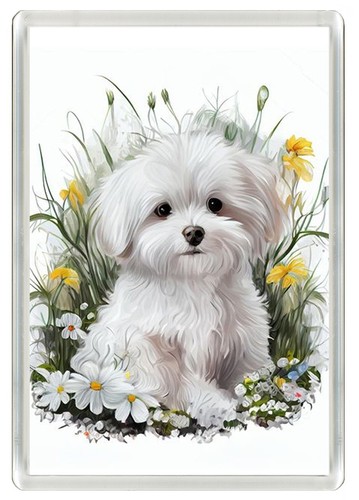 Maltese dog fridge magnet - dog,