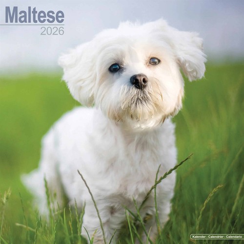 Maltese calendar 2026 wall - maltese,