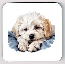 Sleeping Laying Down Maltese