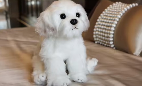 Sitting maltese stuffed dog - sitting,