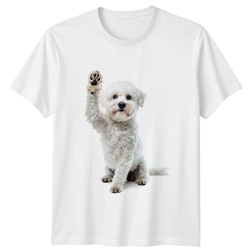 Waving white bichon frise - waving,