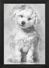 Maltese dog 11 months ol