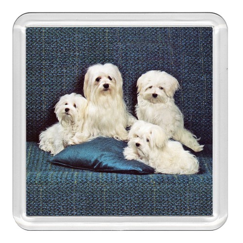 Maltese dog acrylic coaster - acrylic,
