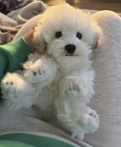 Sitting maltese dog lifelike - sitting,