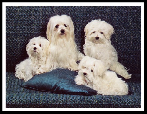 Maltese dogs lovely dog art - maltese,