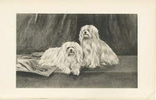 MALTESE DOGS RARE 1894 ANTIQUE