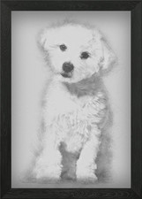 Maltese dog 11 months old