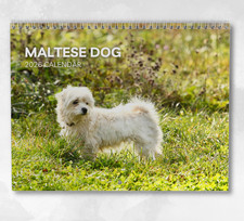 Maltese Dog Calendar 2026