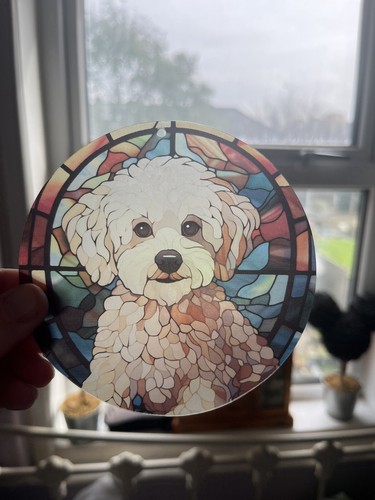 Maltese bichon poodle dog - poodle,
