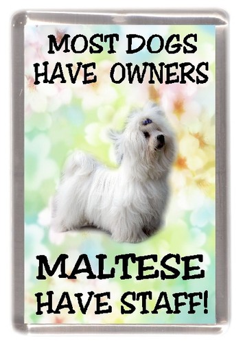 Maltese dog fridge magnet - maltese,