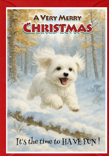 Maltese dog - maltese,